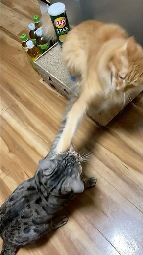 【猫様】仁義なき戦い！猫パンチ炸裂！へそ天で煽っちゃう！