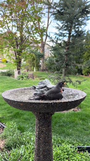 Robin Bath Warning