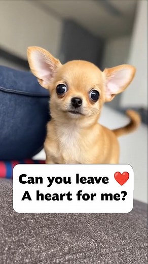 😍🥰❤️ | Oh Lovely Dog