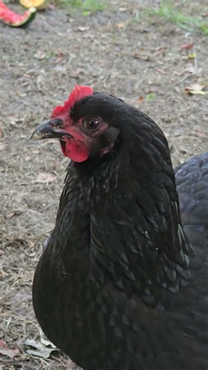 Beautiful Hogatha comes in for a close up