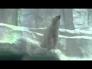 ホッキョクグマの遠吠え（上野動物園）：Howling Polar Bear (Ueno Zoo)