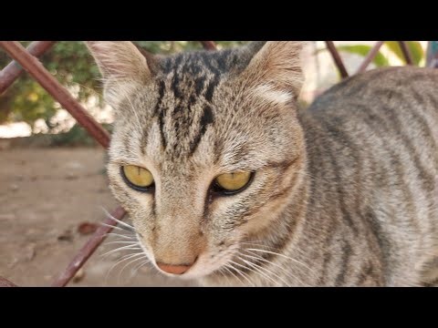 The Silly Cat of Our Town – A Heartwarming Tale of Laughter, Love, and Furry Adventures