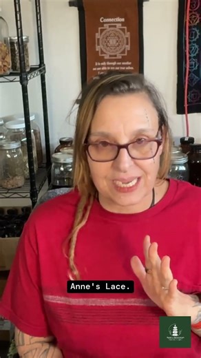 identifying yarrow key features