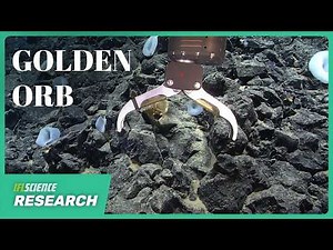 A Golden Orb On The Alaskan Ocean Floor Baffled Scientists for Two Years