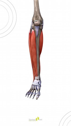 Foot movement terminology for National Feet Week Understanding the terminology of foot movements is essential for discussing foot health, biomechanics, and treating conditions. Here’s some of the key terms you might hear us use in clinic. Dorsiflexion: Upward movement of the foot at the ankle joint, decreasing the angle between the top of the foot and the shin (like pulling your toes toward your shin). Plantarflexion: Downward movement of the foot at the ankle joint, increasing the angle between