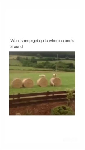 Melissa Church | They're waiting for you to count them. The practice of counting sheep to fall asleep is said to have originated with medieval shepherds... | Instagram