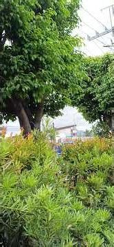 the sounds of a Philippine highway 🛣