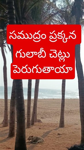 కొబ్బరి చెట్లు మాత్రమే పెరుగుతాయి మిగిలిన చెట్లు ఎందుకు పెరగవు
