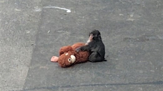 ＳＮＳで人気　育児放棄された子ザル「パンチ」が母親代わりのぬいぐるみと遊ぶ姿