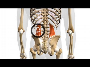 Exploring the Quadratus Lumborum: Understanding Trigger Point Locations for Better Muscle Health