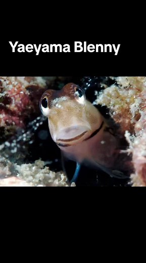 Yaeyama Blenny: The Colorful Coral Reef Algae Eater