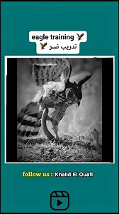 eagle training 🦅 تدريب نسر 🦅 #Eagles #training #reelsfypシ | Khalid El Ouafi