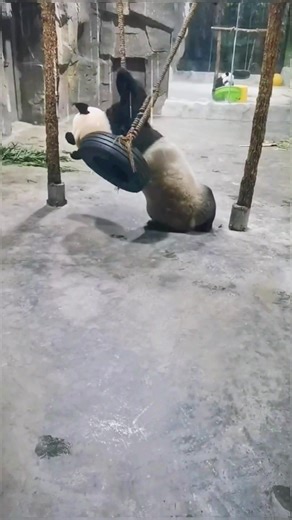 Drunk Panda Funny Moments on TikTok