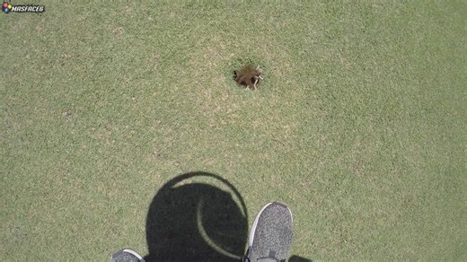 Unusual amphibian discovery at golf course