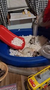 The ferrets are happy and pouncing in their fresh packing peanuts😍❤️🐾 They’re all available for adoptions Message us for more information if you’re interested 🐾💕#ferrets #ferretsforadoption #ferretsforadoption #ferretsnearme #pets | Ferrets for adoption and rehoming