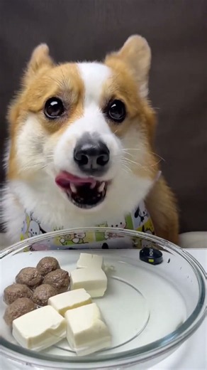 My Corgi Takes Dinner VERY Seriously 😂🥣🐶 #corgi #cute #asmr