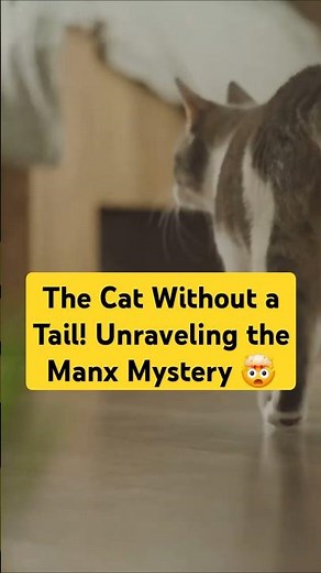Meet the Manx: The Tailless Cat Mystery! #amazing #facts #cat #catlover #didyouknow