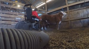 Everyday Olympians: Boy and his cow overcome disabilities to win blue ribbons