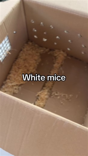 Understanding White Mice and Their Habitats