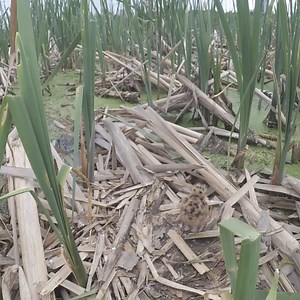 112K views · 2.1K reactions | Review bird daily life in the nest, mother bird and baby bird life [Ep05] #birdlovers #motherbird #babybird #birdsounds #birdphotography #birdnest #birdsofinstagram #bird #birdlife #nature #naturelover #reviewbirdnest #birds #birdwatching #wildlife #viralvideo #lifewithbirds | Page 285 | Facebook