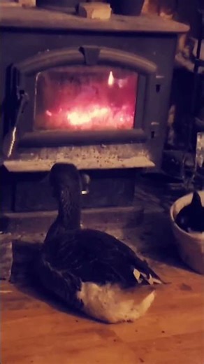 goose roasting by the fire #sillygoose #farm