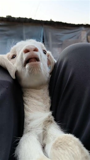 #reelslove #reelitfeelit #reelgood #reelsinstagram #reelslife #reelsdaily #reelsofinstagram #loveonreels #reelsfun #reelsvideo #reelsaddict #reelslover #instareels #reelsoftheday #shortvideos #reelscreation #reelsmaker #reelsshorts #reelmagic #reelscommunity #reelstyle | Reels Love | Facebook