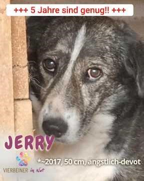 Es wird eng für JERRY #pflegestellegesucht #zuhausegesucht