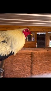 Clement grey | Ngamenyi Chelsea