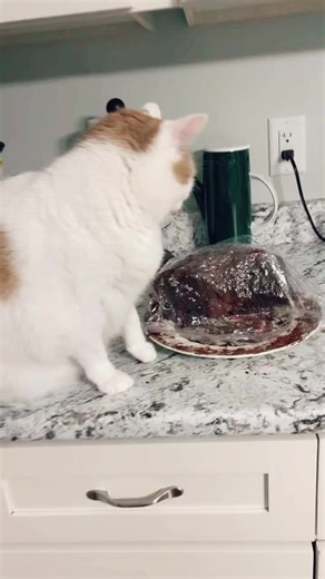 Lundnwannabe (@wynnr21)’s videos with Cat Eating - Sound Effect - Sounds Cats Love