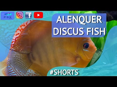 🐠 ALENQUER DISCUS FISH - #shorts
