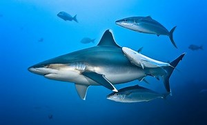 Silvertip shark - Alchetron, The Free Social Encyclopedia