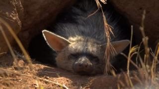 Aardwolves love snacking on termites and can eat up to 300,000 per night. Amy and Cameron had the most magical sighting as we kicked off our time at Mabula Private Game Reserve. #wildearth #wildlife #nature | Wildearth