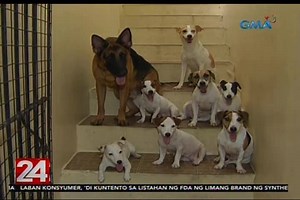 338K views · 10K reactions | Hindi basta-basta ang pag-aalaga ng aso, lalo na ang pagtuturo sa kanila ng obedience, at syempre, tricks! Pero sisiw lang ang pagtuturo ng mga 'yan sa isang dog trainer kahit pa wala siyang formal training! | 24 Oras | Facebook