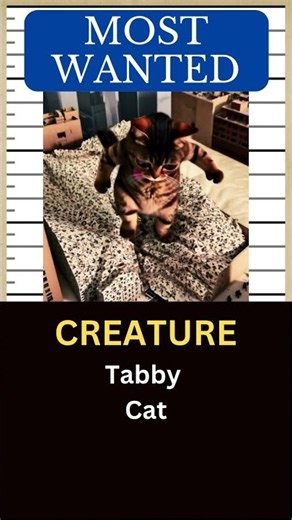 ALIEN CAT MATILDA Tribute | Remembering the Viral Cat from Canada 🐱