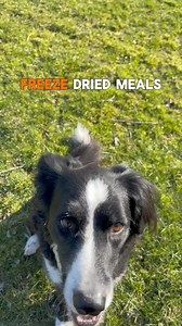 21 reactions | Prioritizing real foods benefits humans, so why not extend the same consideration to our canine companions? Feeding dogs meals made from real meat, fruits, and vegetables, like Instinct Freeze-Dried Meals, offers convenience which is perfect for busy families on the go. Check out your favorite pet store to pick some up for your pet! @myherdingduo | Instinct | Facebook