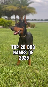 1.3K views · 18K reactions | Most popular dog names in 2025! #dogs #dognames #dogsofinstagram #doberman #FrenchBulldog #LabradorRetriever #GoldenRetriever #GermanShepherd #Poodle #Dachshund #Beagle #Rottweiler #Bulldog #GermanShorthairedPointe | Dobienyx | Facebook