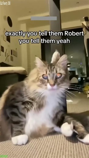 Cat Funny Videos 😸 #animals 🥰 # Ep 5940