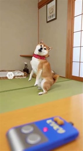A Shiba Inu tries out an electric shock machine 🐕