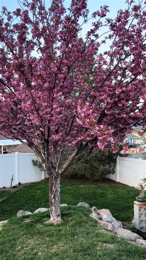 Might need to make another bench #bonsai #cherryblossom