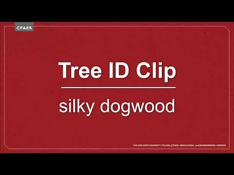 Tree ID Clip: silky dogwood