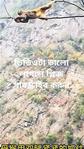 বাঘ বানরটাকে খাওয়ার জন্য বসে আছে কখন গাছ থেকে পড়ে বানরটা