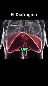 ¿Sabías que el diafragma torácico es mucho más que un músculo respiratorio?Es clave en la postura, la circulación y el equilibrio general del cuerpo.En At Home Osteopatía, trabajamos el cuerpo de forma global, liberando restricciones y mejorando el funcionamiento del diafragma para favorecer una respiración más eficiente, mayor vitalidad y una recuperación más rápida.Un diafragma libre = un cuerpo que respira, se mueve y se regenera mejor.Cuida tu salud desde la raíz. Tu bienestar empieza aquí. 