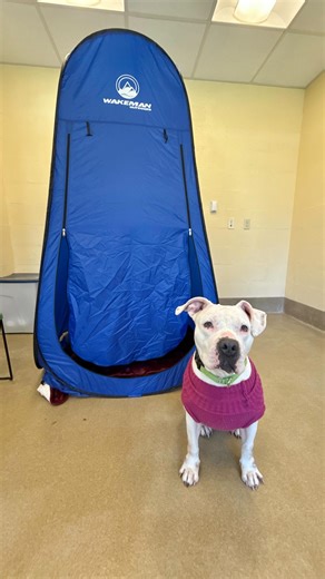 New changing tents at our 2025 Polar Plunge! Get comfy cozy after braving the ocean 🥶 We’re looking for an underwriters for our tents - you’ll get your name or business name on signage outside of your tent! Our Polar Plunge is November 29th at @djais_belmar and registration is open 🐶🐱 Link in bio 🔗 | Monmouth County SPCA