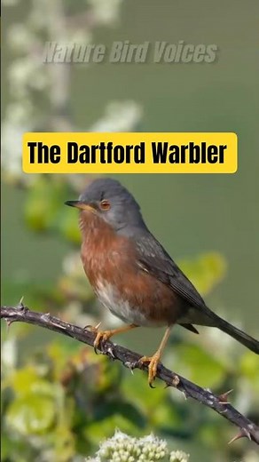 The Dartford Warbler #birds #birdsong #birdsounds