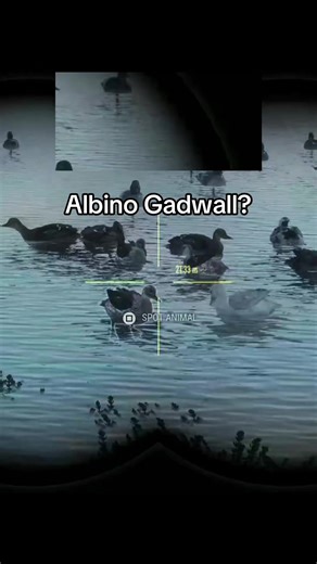 Discovering the Unique Albino Gadwall in Salzwieson