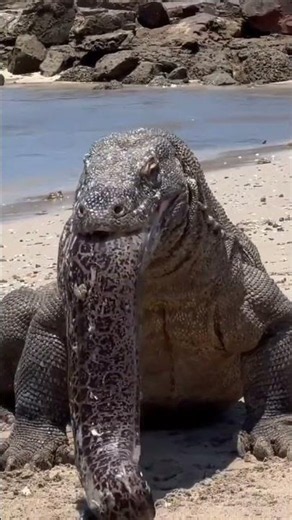 The Komodo dragon 😳 a real-life monster?