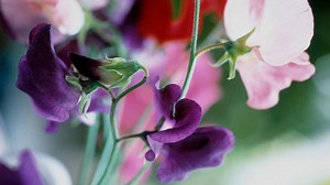 Pestujte HRACHOR! Každý balkón sa razom stane oázou vône a jemnosti