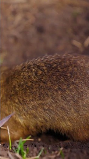 How Gophers Revived Mount St. Helens in Just One Day!