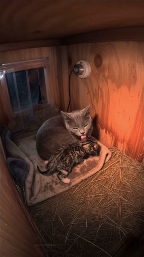 A Tiny Kitten Cried Its Way Inside…Watch What The Sleeping Cat Does