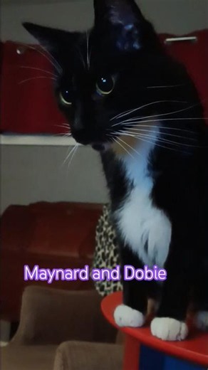 Maynard and Dobie #catbrothers #catpet #catworld #catlife #catshorts #jagwarma #2016 #tuxedocat #cat